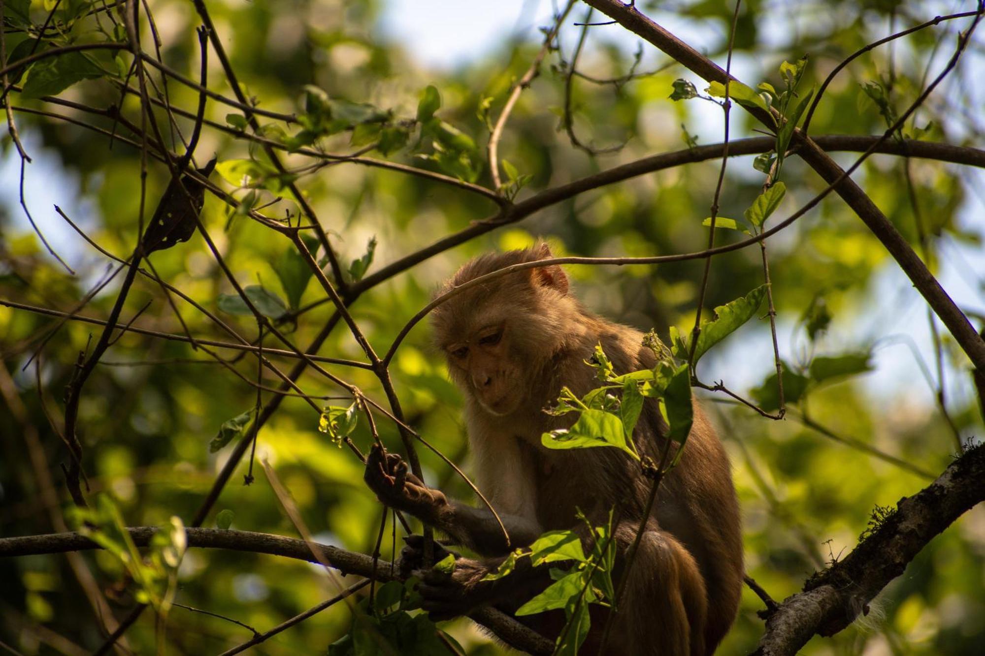 Hotel Tree Tops- A Serene Friendly Hotel In Sauraha Chitwan Dış mekan fotoğraf